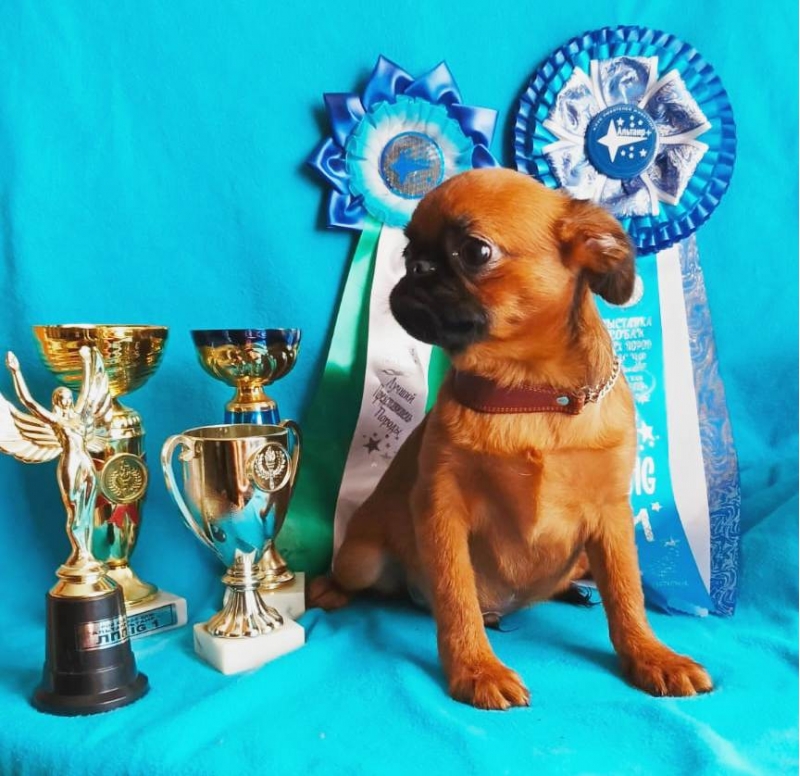 Отличный парень пти-брабаносн