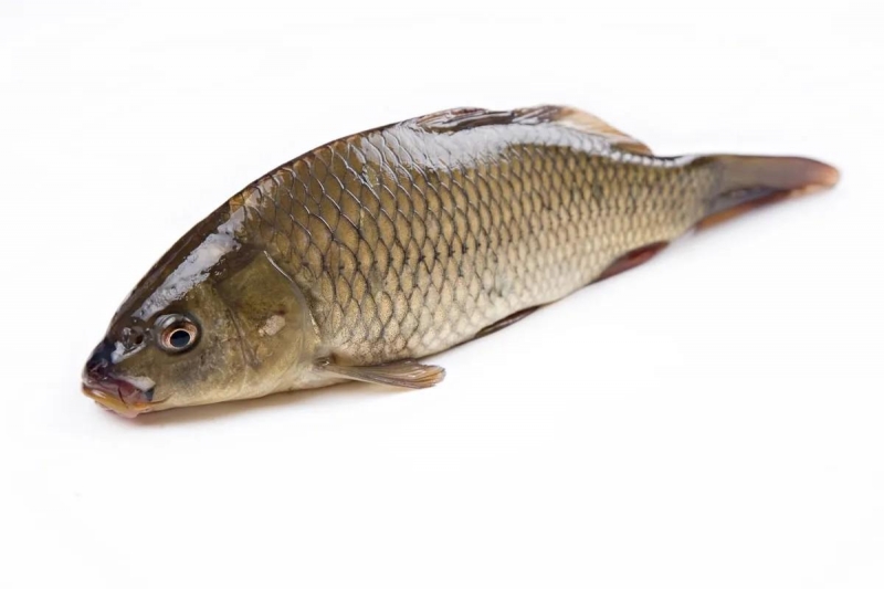 ������� ������ ����� �����������