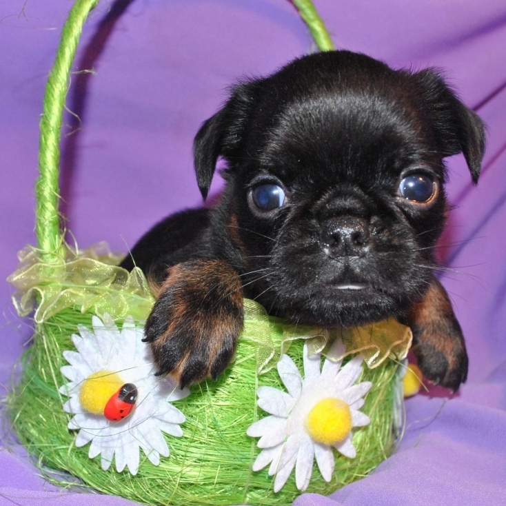 ������� ���-���������