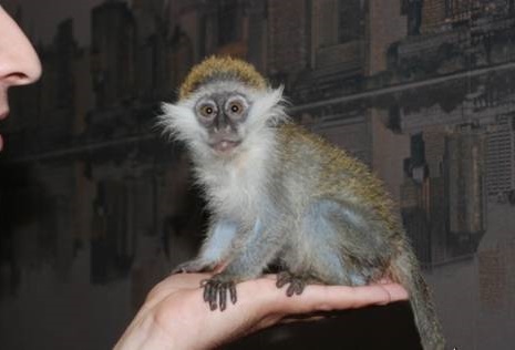 Мартышка зеленая или карликовая верветка.