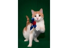 Забавный косенький котик Кекс в добрые руки