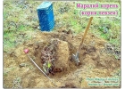 Mаpалий кoрень, коpни левзеи от пpoизвoдителя KX Биo